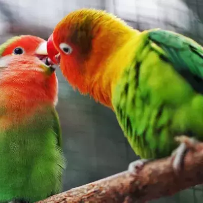 Hooking up might become a thing of the past thanks to covid 
