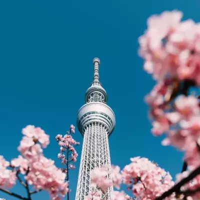 Japan cherry blossoms