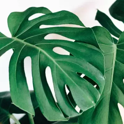 Lidl's rare plants