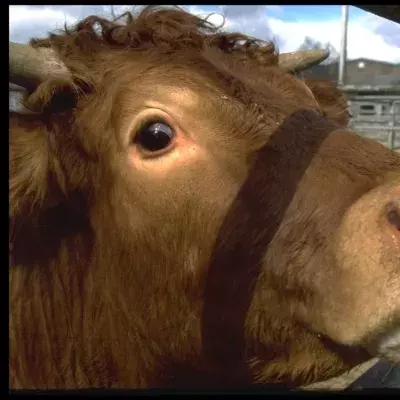 Mad Cow disease found on a Somerset Farm