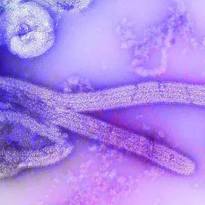 Marburg Virus
