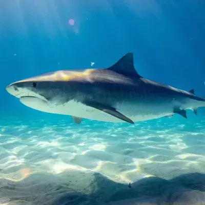 Mega sharks are on the rise: 'Biggest ever seen'
