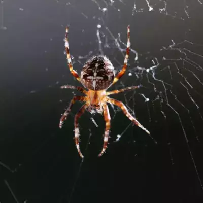 Microscopic arachnids are likely living inside your pores 