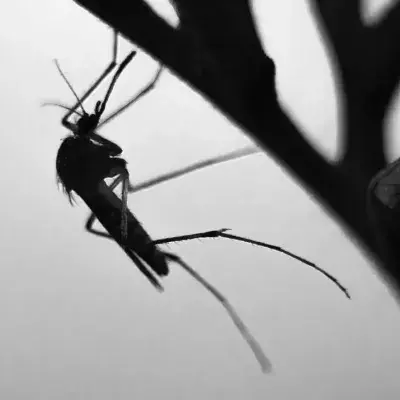 mosquito season