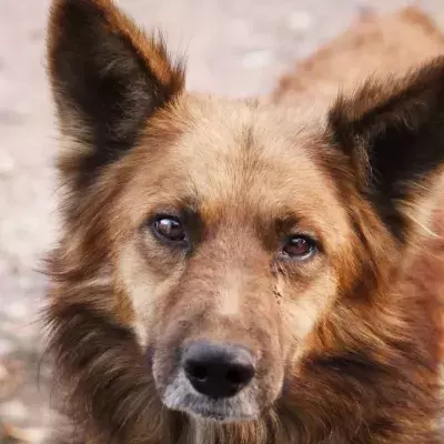 This mother dog’s desperate cries saved her and her seven puppies from near death in a landslide