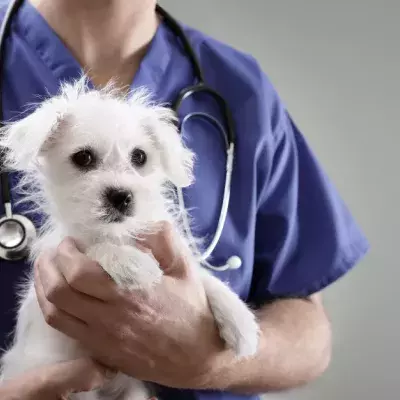 A Mystery Illness Has Killed Dozens Of Dogs In Norway
