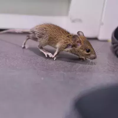 New breed of 'super rodents' could endanger human health, according to experts
