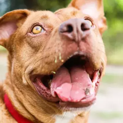 A non-banned ‘American Bully XL’ dog turned on its owners in a horrific attack 