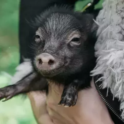 People swap dogs for pet pigs as the cost of living crisis hits home