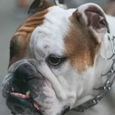 Puppies had their ears cropped in a savage illegal procedure; abusers were after ‘top money’ but got jail instead