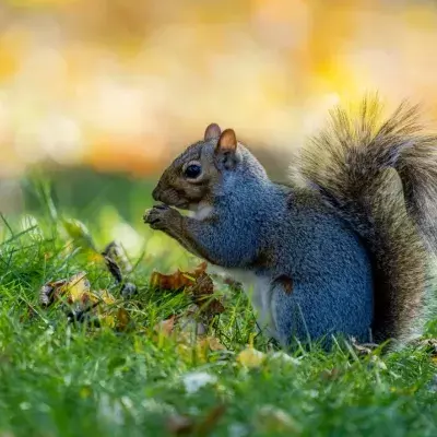 Put that squirrel on the pill: scientists design contraceptives to eradicate grey squirrels