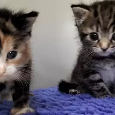 Rescue’s disbelief as a gutless man hid from them, dumped his flea-ridden cats and ran away