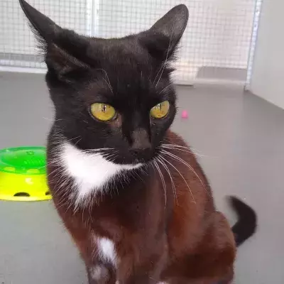 Rescue’s heartache as no one wants to adopt this one-of-a-kind cat