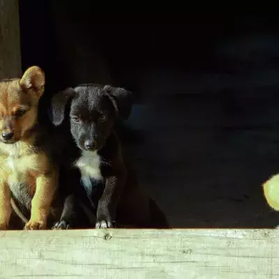 Rescue’s heartbreak as these puppies were abandoned because their owners couldn’t afford them anymore