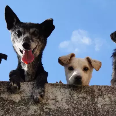 Risking jail for owning a pet: ‘No Dogs Allowed’ can become a reality in this country 