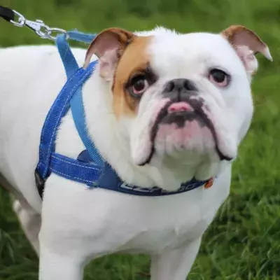 'The saddest looking puppy' whose abusive owner left her with multiple fractures is now happy in her forever home 