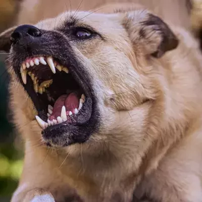 A savage dog attack leaves one woman dead and another injured