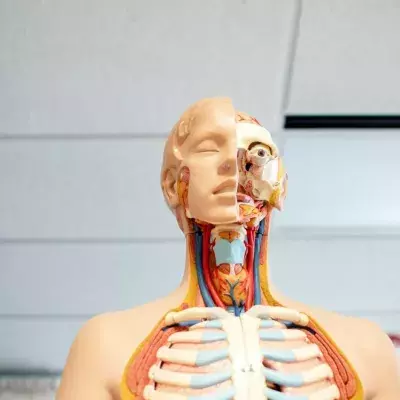 Scientists discovered an organ in the human head… By accident