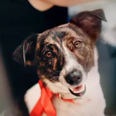 A senior dog who went missing two months ago was accidentally found in a 22-mile cave