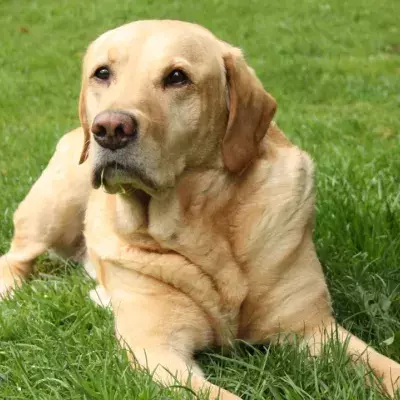 ‘She is our hero’: fearless dog saves a family 'seconds before' mountain lion attack
