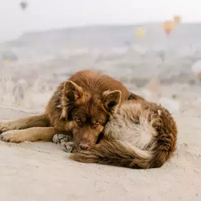 This stray dog was after a snack but ended up uncovering an assassination plot and saving lives