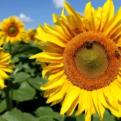 Sunflower oil shortage: Here's what you can substitute it with