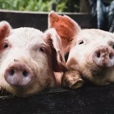 This 'superbug' in pigs could jump to humans, and is highly resistant to antibiotics