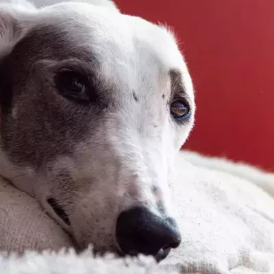 This 'sweet girlie' puppy, who was made feel 'unwanted' after she was adopted but 'heartlessly' left back at the shelter, is looking for a home