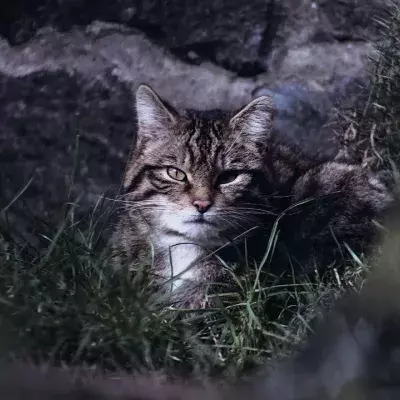 Ten rare wildcat kittens that are 'functionally extinct' born in Scotland