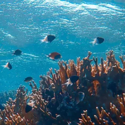 These weird things can be found in the ocean