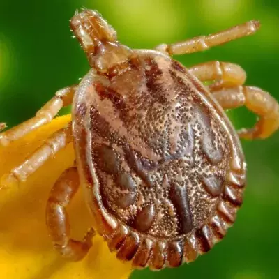 Travellers may be advised to get a new vaccine amid the rise of tick-borne virus: should we be worried?
