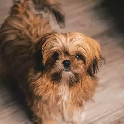 An unrecognisable dog in a 'hardened shell' rescued by the animal inspectors