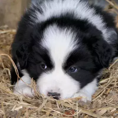 Wales to toughen jail sentences on animal abusers 