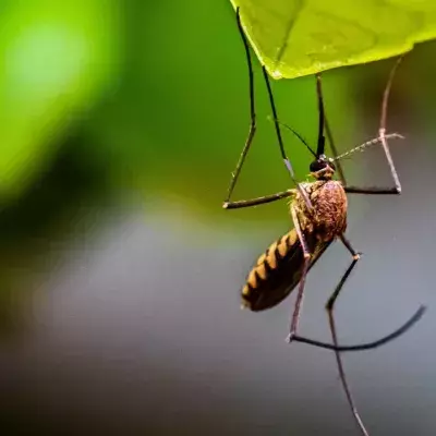 West Nile virus: What is the mosquito-borne disease and should we be worried?