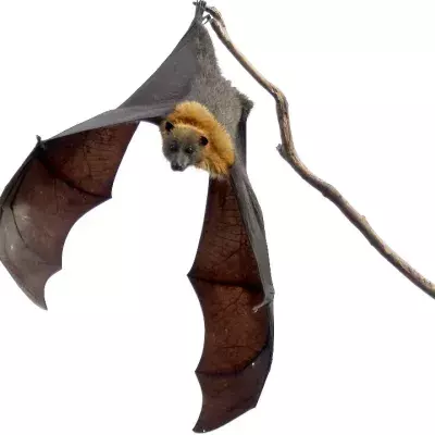 zoonotic virus