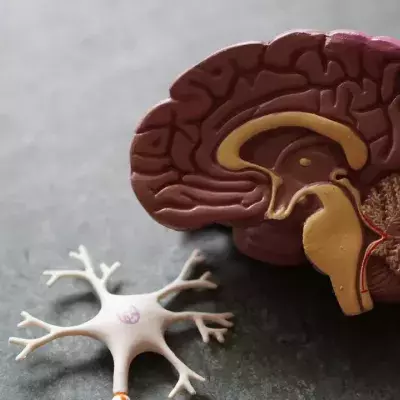 Alzheimer's disease link brain gut intestinal health