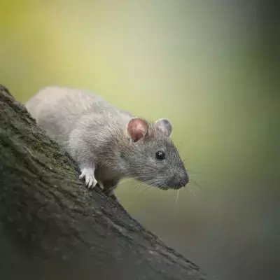 Amidst bin strikes in the UK, mutant 'super rats' resistant to poison are taking over the streets