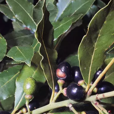 Benefits of burning bay leaves at home and work