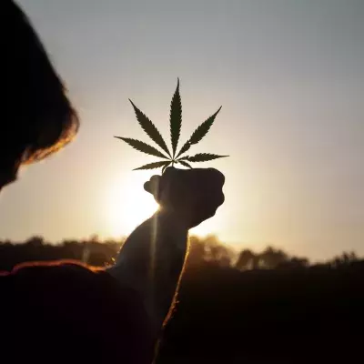 cannabis stays system blood health