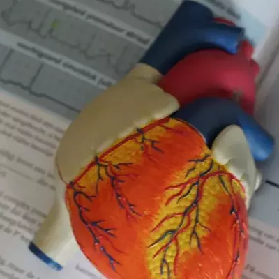 Heart