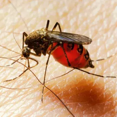 mosquito
