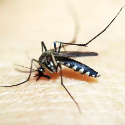 Mosquitos could be spreading flesh-eating bacteria, here's what to know