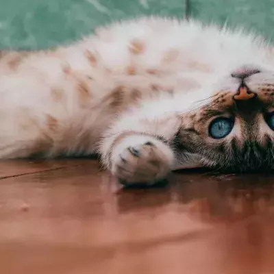 Pets might need to be vaccinated agains COVID
