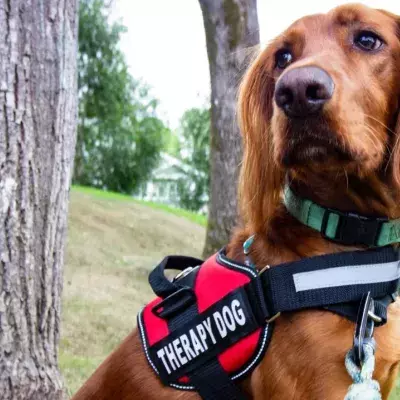 Petting dogs daily can drastically reduce anxiety and increase concentration, study finds 