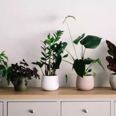 Researchers Confirm That Houseplants Can Relieve Lockdown Stress