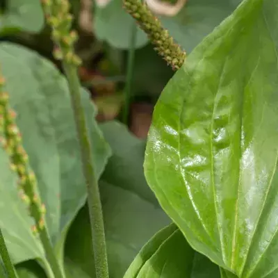There Are Some Very Surprising Reasons Why You Shouldn’t Be Ignoring This Very Common Weed