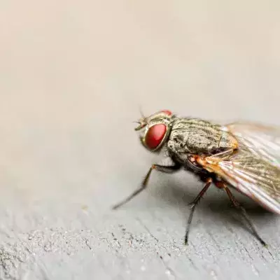 This is what you should do if a fly lands in your drink, according to science 