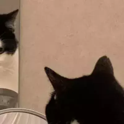 Can you tell which way this cat is looking?
