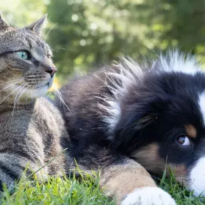 Cat or dog, which pet fits your personality best? 