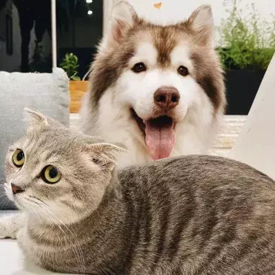 This optical illusion reveals if you’re a dog or cat person